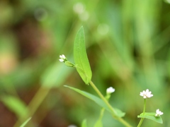 Persicaria sagittata