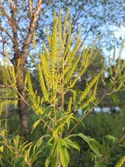 Ambrosia trifida