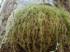 Pseudisothecium stoloniferum