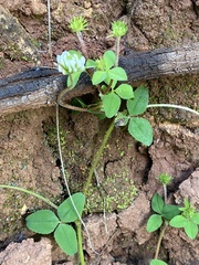 Trifolium