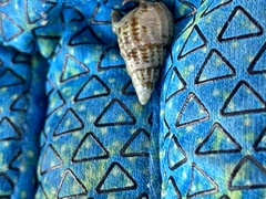 Ilyanassa trivittata