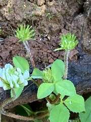 Trifolium
