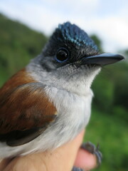 Terpsiphone atrochalybeia