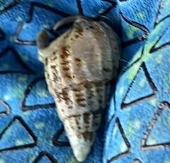 Ilyanassa trivittata