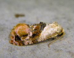 Cochylina