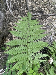Athyrium filix-femina