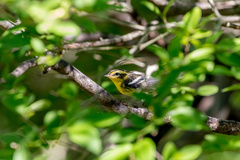 Setophaga fusca