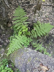 Athyrium filix-femina
