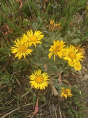Grindelia stricta