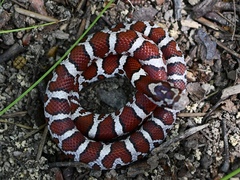 Lampropeltis triangulum