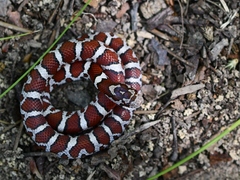 Lampropeltis triangulum