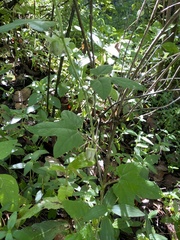 Passiflora exsudans