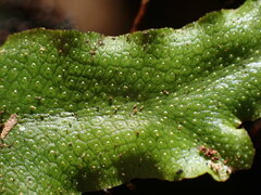 Conocephalum conicum