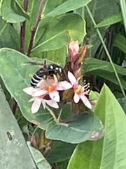 Vespula consobrina