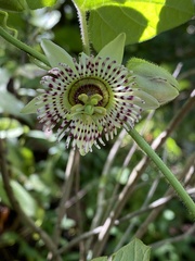 Passiflora exsudans