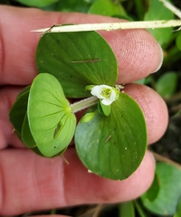 Bacopa rotundifolia