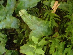 Conocephalum conicum