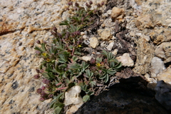 Sibbaldia procumbens