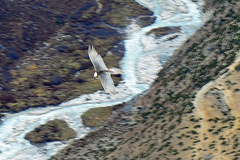 Gypaetus barbatus