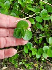 Bacopa rotundifolia
