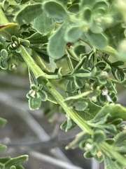 Baccharis pilularis