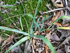 Carex glaucodea