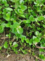 Bacopa rotundifolia
