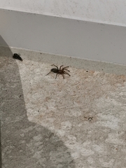 Scotophaeus blackwalli