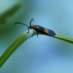 Calopteron reticulatum