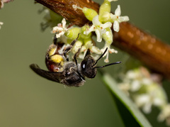 Parasphecodes