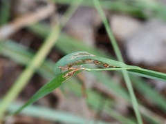 Carex glaucodea