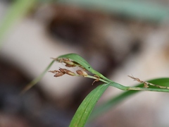 Carex glaucodea