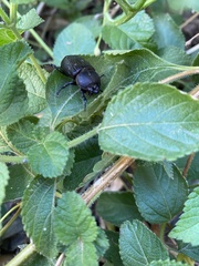 Hemiphileurus illatus