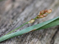 Carex glaucodea