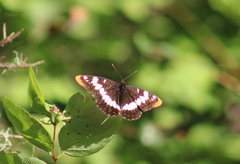 Limenitis lorquini