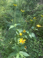 Heliopsis helianthoides