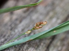 Carex glaucodea