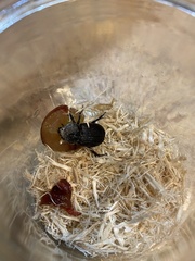 Hemiphileurus illatus