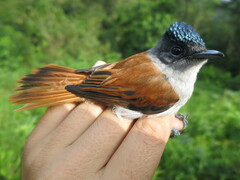 Terpsiphone atrochalybeia