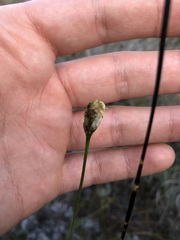 Xyris caroliniana