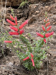 Lamourouxia rhinanthifolia