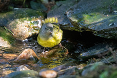 Geothlypis philadelphia