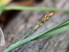 Carex glaucodea