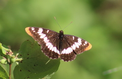 Limenitis lorquini