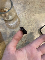 Hemiphileurus illatus