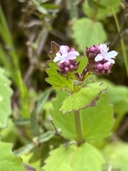 Valeriana