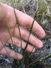 Xyris caroliniana