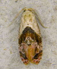 Cochylina