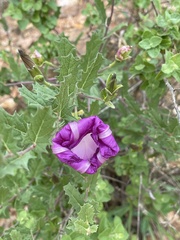 Ipomoea stans