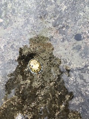 Cellana radians